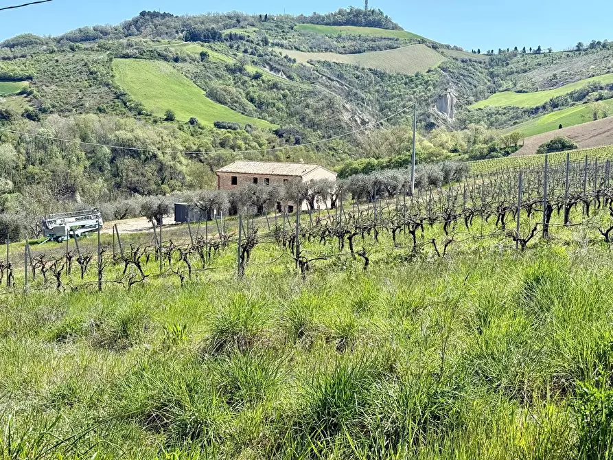 Immagine 2 di Rustico / casale in vendita  in Collevecchio a Ripatransone