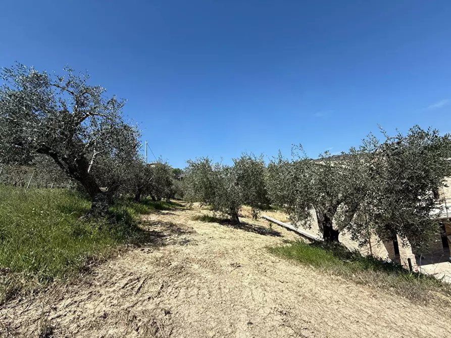 Immagine 25 di Rustico / casale in vendita  in Collevecchio a Ripatransone