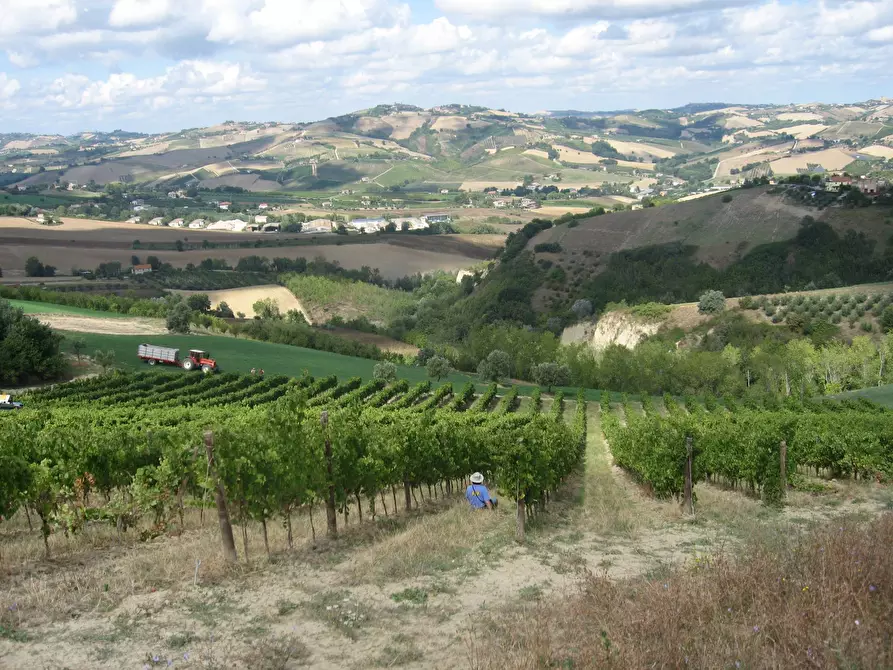 Immagine 21 di Rustico / casale in vendita  in Borgo Miriam a Offida