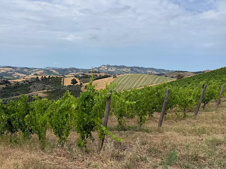 Immagine 25 di Rustico / casale in vendita  in Borgo Miriam a Offida