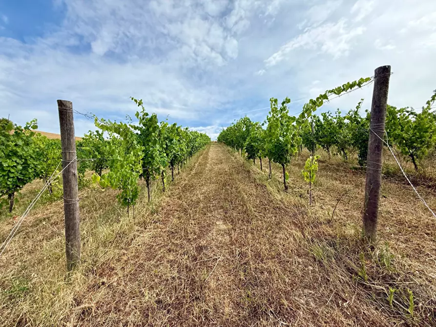 Immagine 35 di Rustico / casale in vendita  in Borgo Miriam a Offida