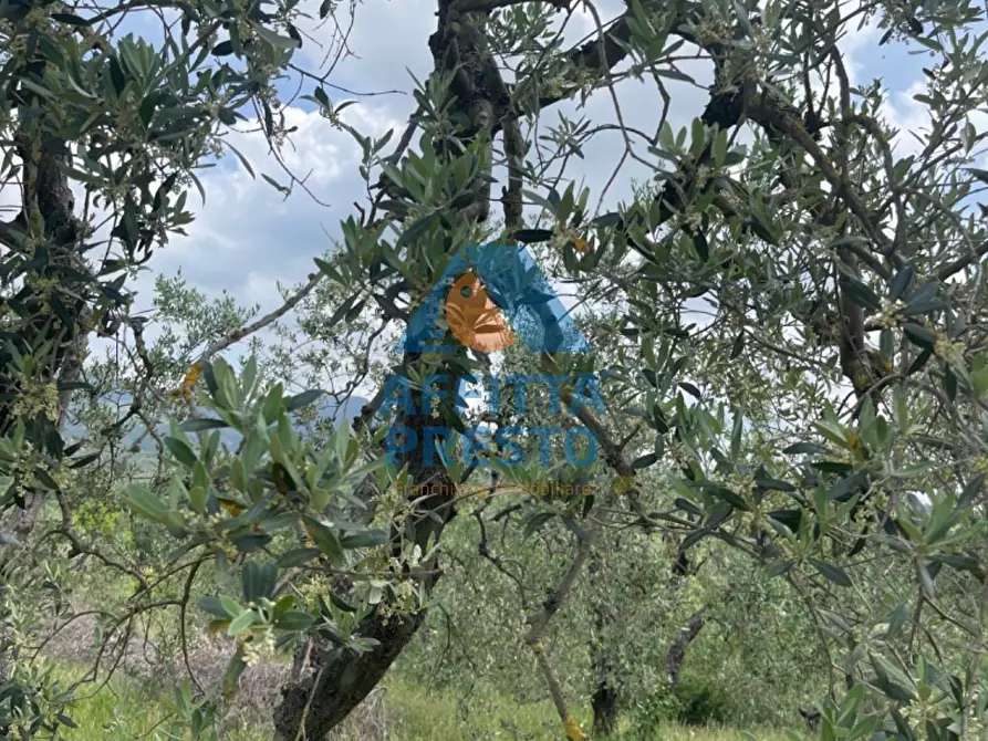 Immagine 1 di Terreno agricolo in vendita  a Vinci