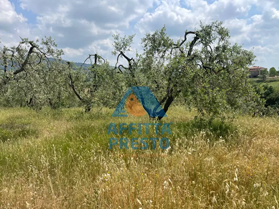 Immagine 2 di Terreno agricolo in vendita  a Vinci