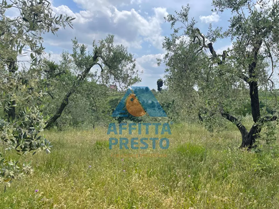 Immagine 3 di Terreno agricolo in vendita  a Vinci