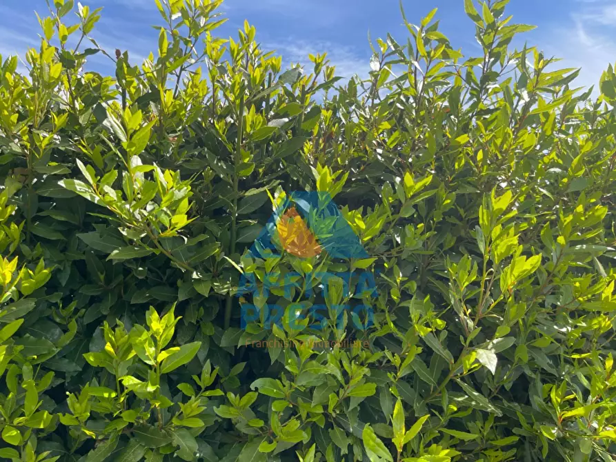 Immagine 9 di Appartamento in affitto  a Fucecchio