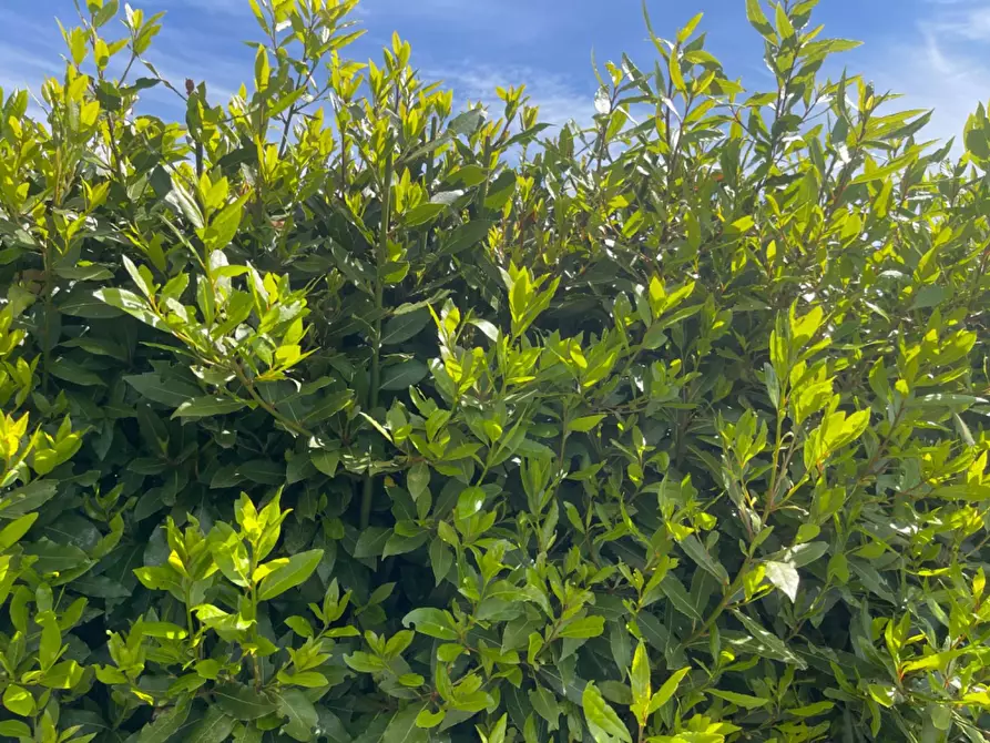 Immagine 1 di Appartamento in affitto  a Fucecchio