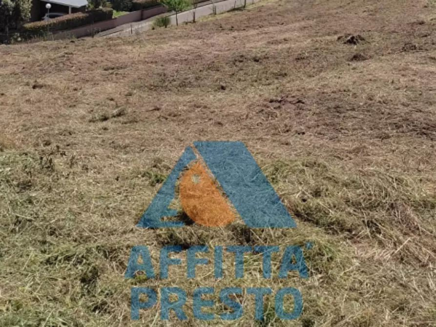 Immagine 3 di Terreno agricolo in vendita  a Buti