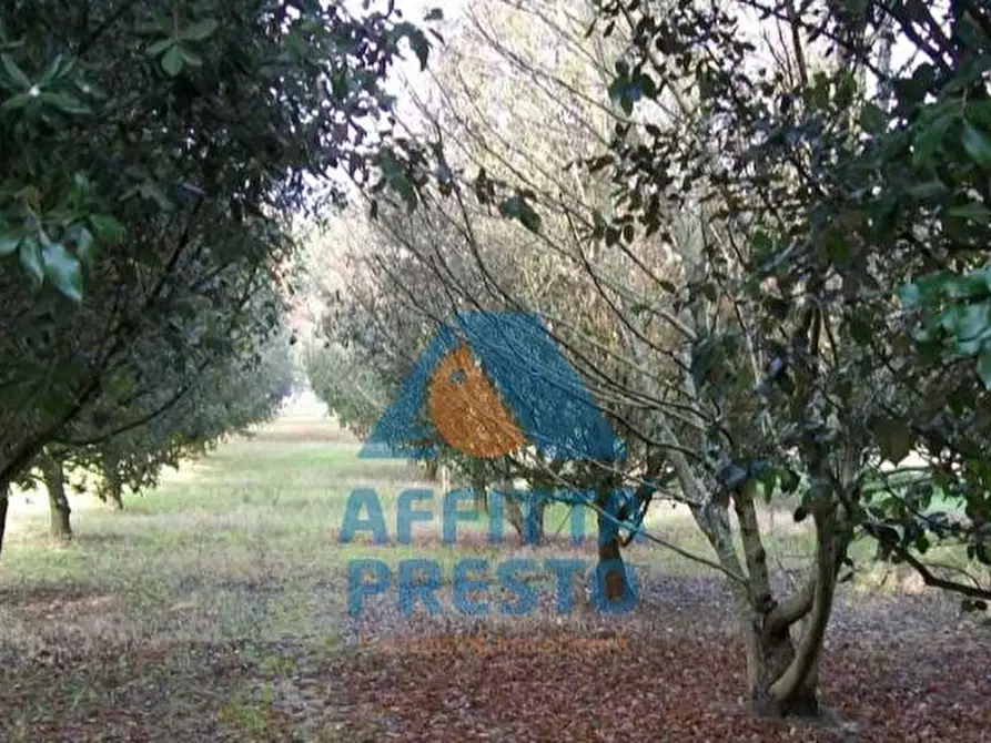 Immagine 2 di Terreno agricolo in vendita  a Empoli