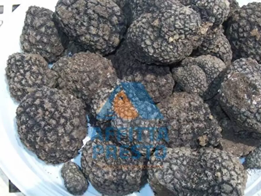 Immagine 5 di Terreno agricolo in vendita  a Empoli