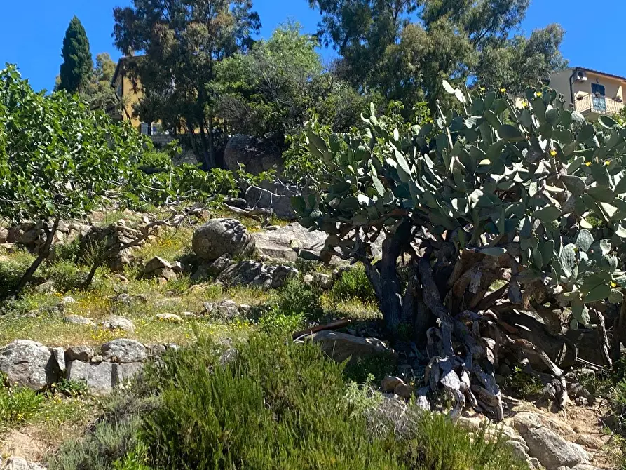 Immagine 10 di Terreno residenziale in vendita  a Marciana