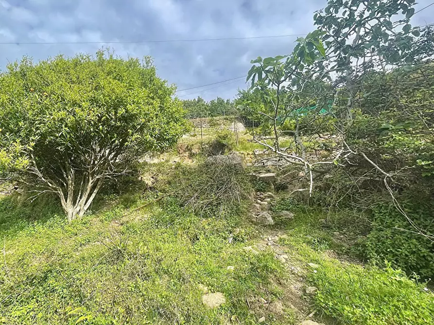 Immagine 4 di Terreno residenziale in vendita  a Marciana
