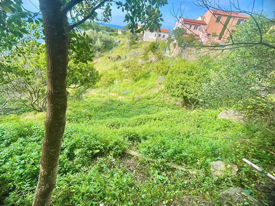 Immagine 6 di Terreno residenziale in vendita  a Marciana