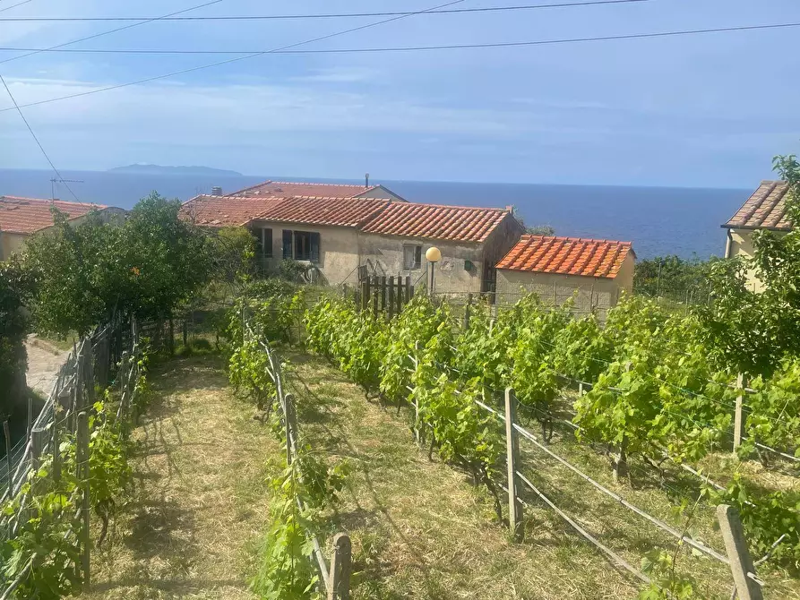 Immagine 12 di Terreno residenziale in vendita  a Marciana