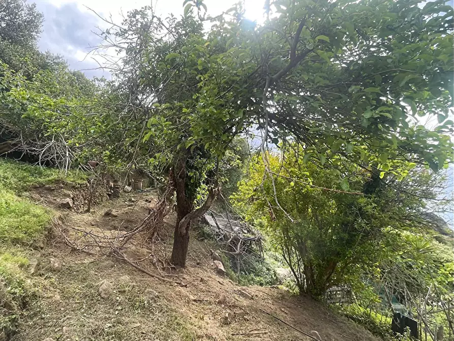 Immagine 14 di Terreno residenziale in vendita  a Marciana