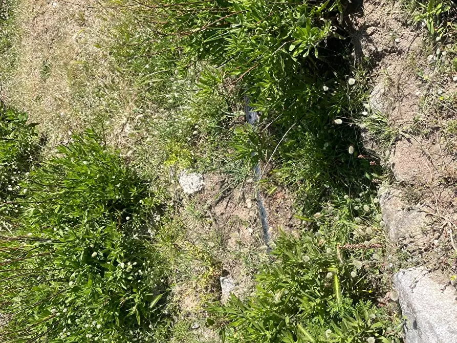 Immagine 2 di Terreno agricolo in vendita  a Marciana