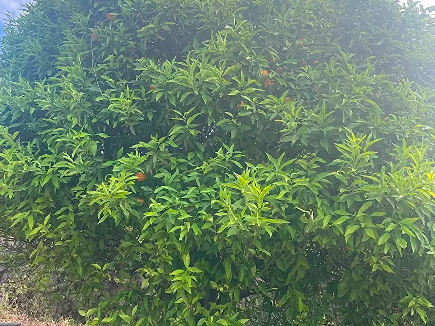 Immagine 18 di Casa semindipendente in vendita  a Marciana Marina