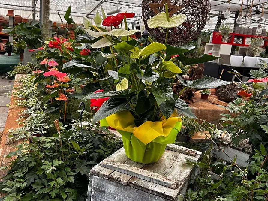 Immagine 29 di Azienda agricola in vendita  in via torino a Bruino