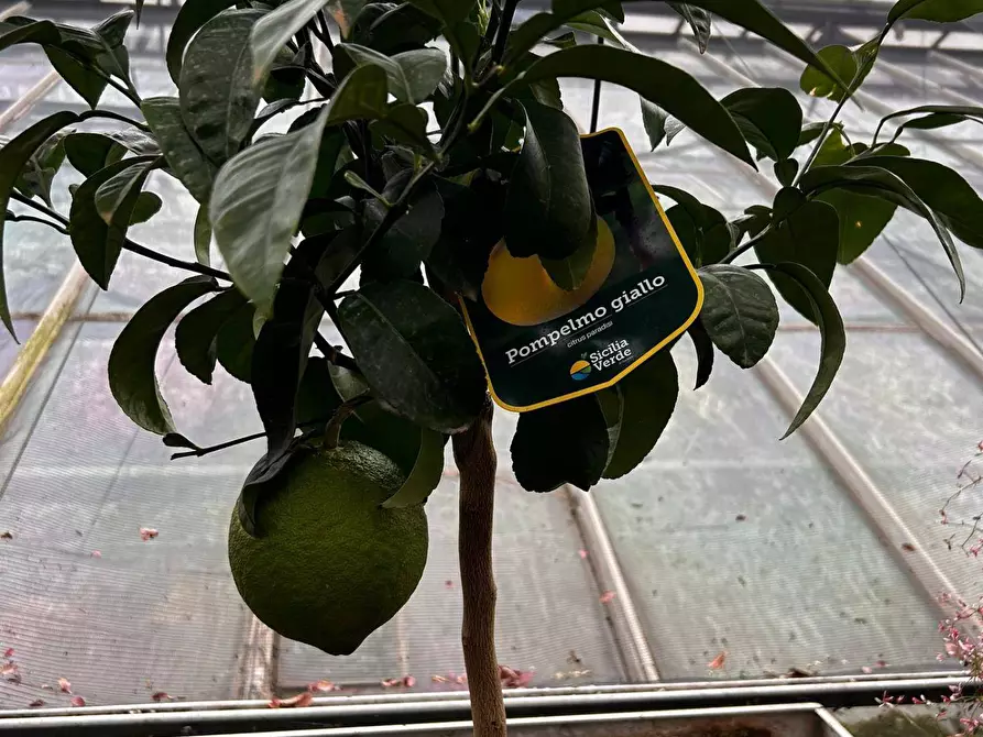Immagine 41 di Azienda agricola in vendita  in via torino a Bruino