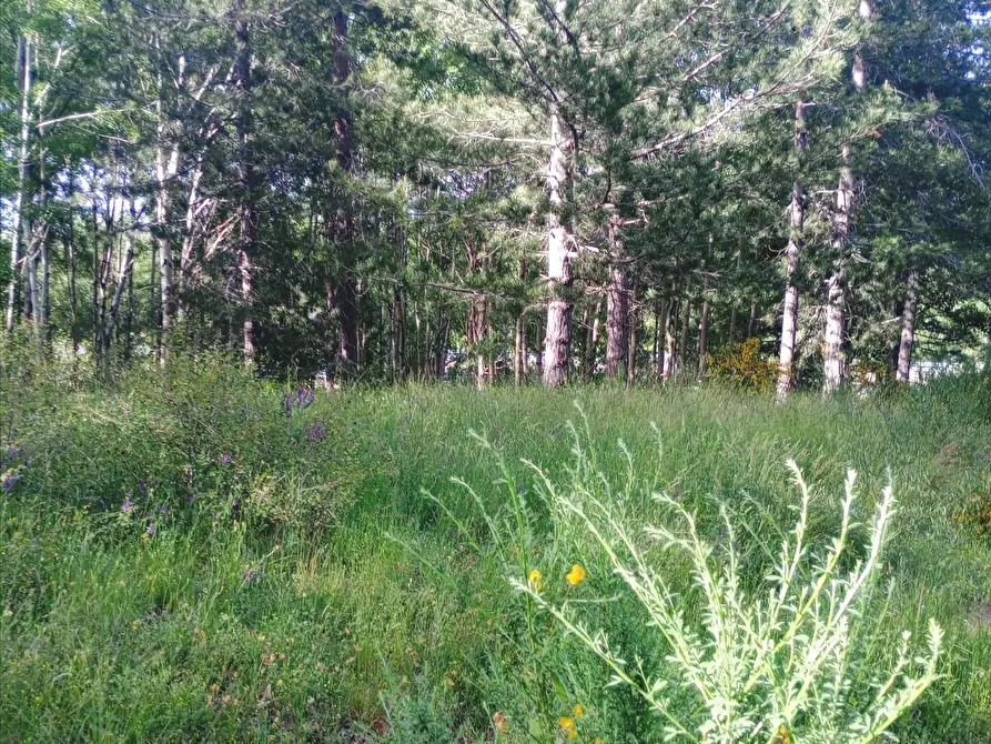 Immagine 4 di Terreno agricolo in vendita  a Spezzano Della Sila