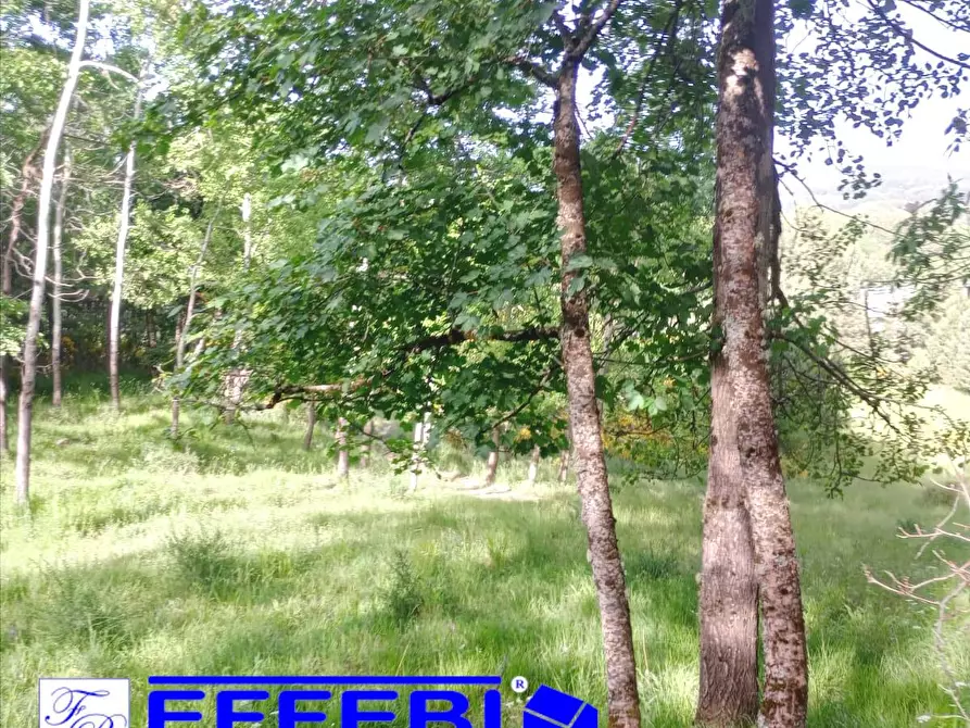 Immagine 5 di Terreno agricolo in vendita  a Spezzano Della Sila