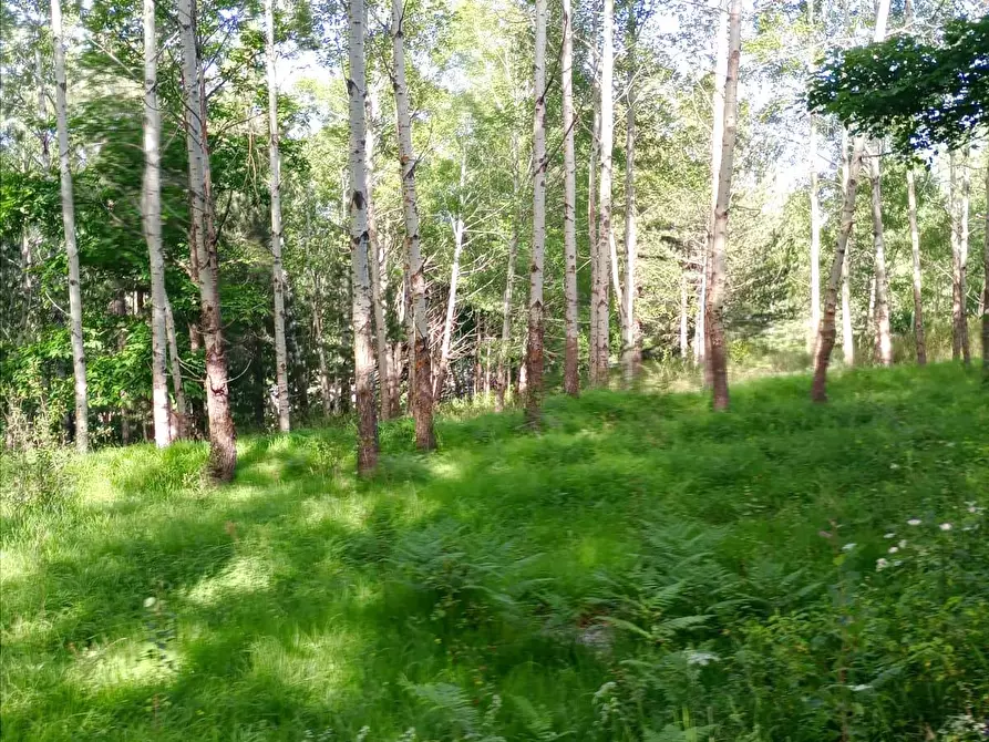 Immagine 8 di Terreno agricolo in vendita  a Spezzano Della Sila