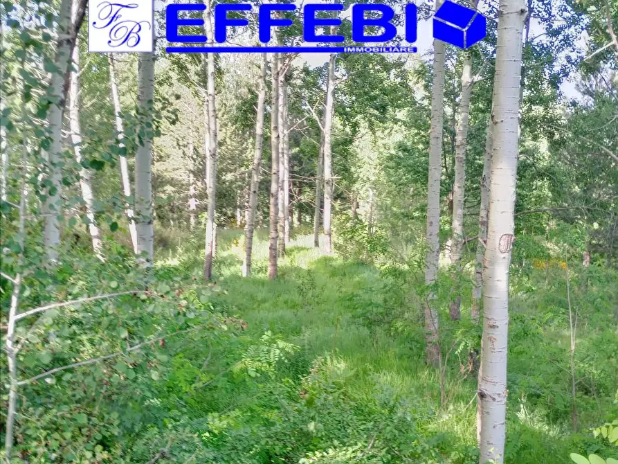 Immagine 9 di Terreno agricolo in vendita  a Spezzano Della Sila