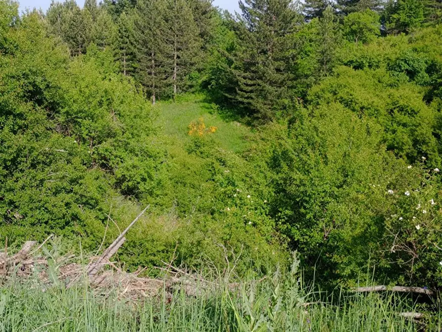 Immagine 10 di Terreno agricolo in vendita  a Spezzano Della Sila