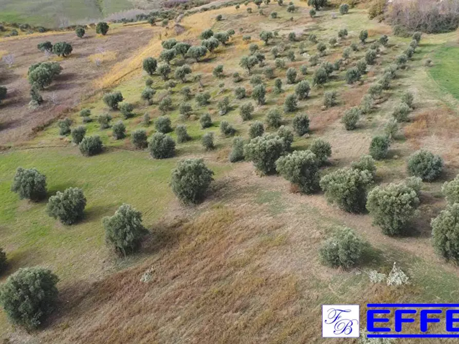 Immagine 3 di Terreno agricolo in vendita  in contrada Marinella a San Benedetto Ullano
