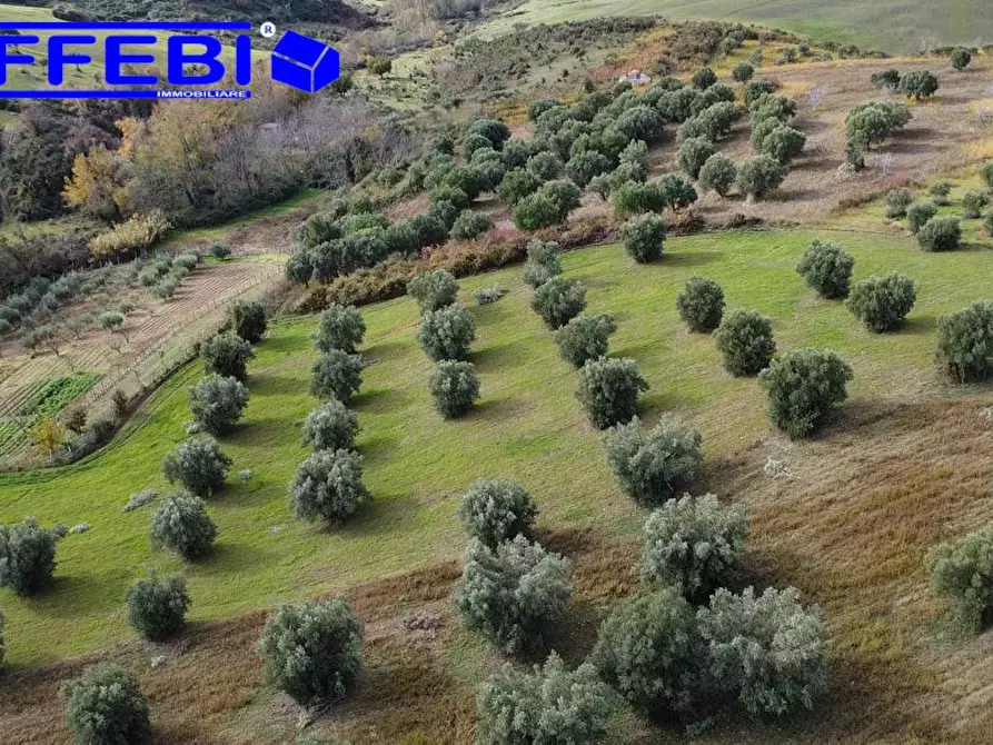 Immagine 11 di Terreno agricolo in vendita  in contrada Marinella a San Benedetto Ullano