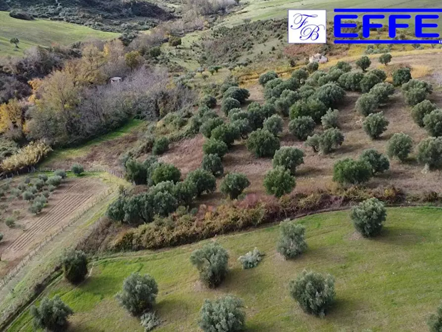 Immagine 12 di Terreno agricolo in vendita  in contrada Marinella a San Benedetto Ullano
