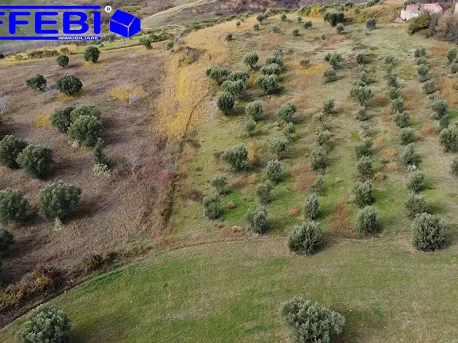 Immagine 13 di Terreno agricolo in vendita  in contrada Marinella a San Benedetto Ullano
