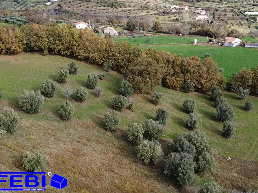 Immagine 14 di Terreno agricolo in vendita  in contrada Marinella a San Benedetto Ullano
