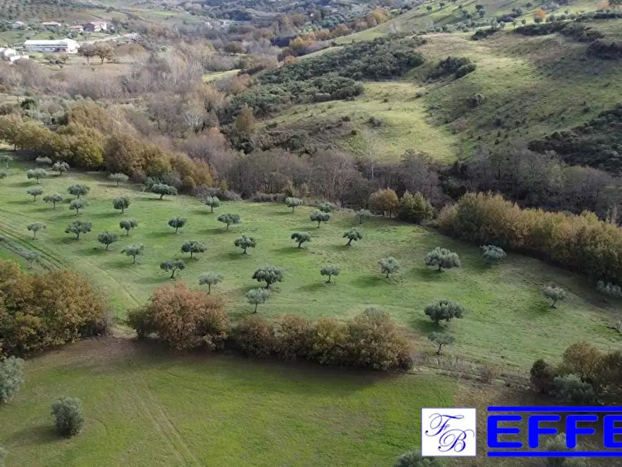 Immagine 17 di Terreno agricolo in vendita  in contrada Marinella a San Benedetto Ullano