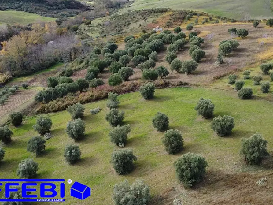 Immagine 19 di Terreno agricolo in vendita  in contrada Marinella a San Benedetto Ullano