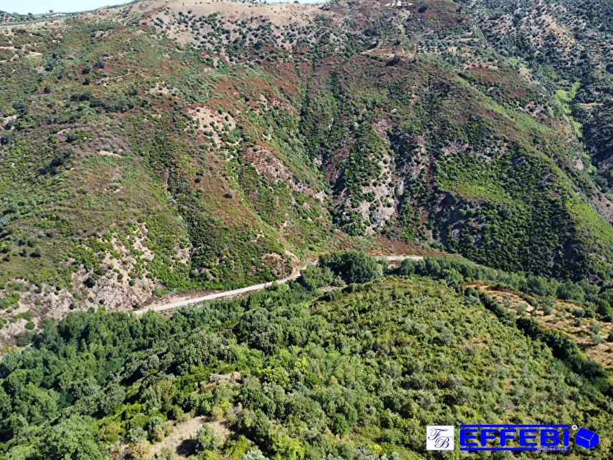 Immagine 6 di Agriturismo in vendita  in CONTRADA PANTANELLA a Luzzi