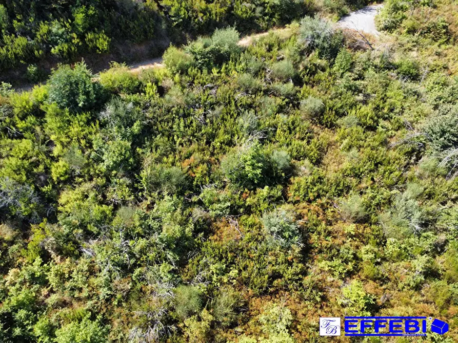 Immagine 22 di Agriturismo in vendita  in CONTRADA PANTANELLA a Luzzi