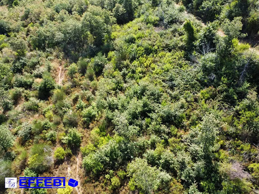 Immagine 23 di Agriturismo in vendita  in CONTRADA PANTANELLA a Luzzi