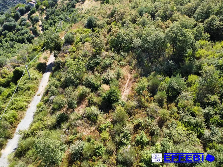 Immagine 25 di Agriturismo in vendita  in CONTRADA PANTANELLA a Luzzi