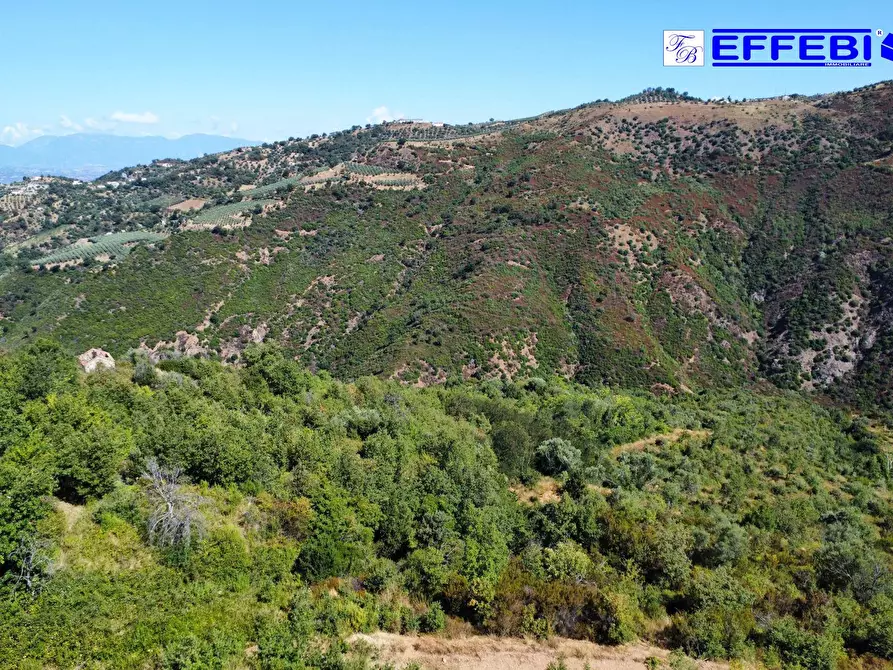 Immagine 30 di Agriturismo in vendita  in CONTRADA PANTANELLA a Luzzi