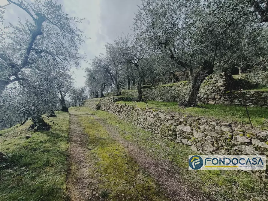 terreno agricolo in vendita a Buti
