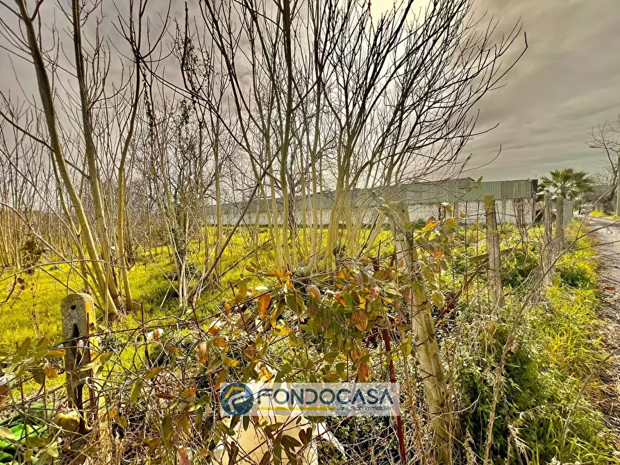 Immagine 2 di Terreno agricolo in vendita  in pietroluongo a Sant'antimo