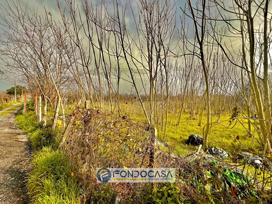 Immagine 8 di Terreno agricolo in vendita  in pietroluongo a Sant'antimo