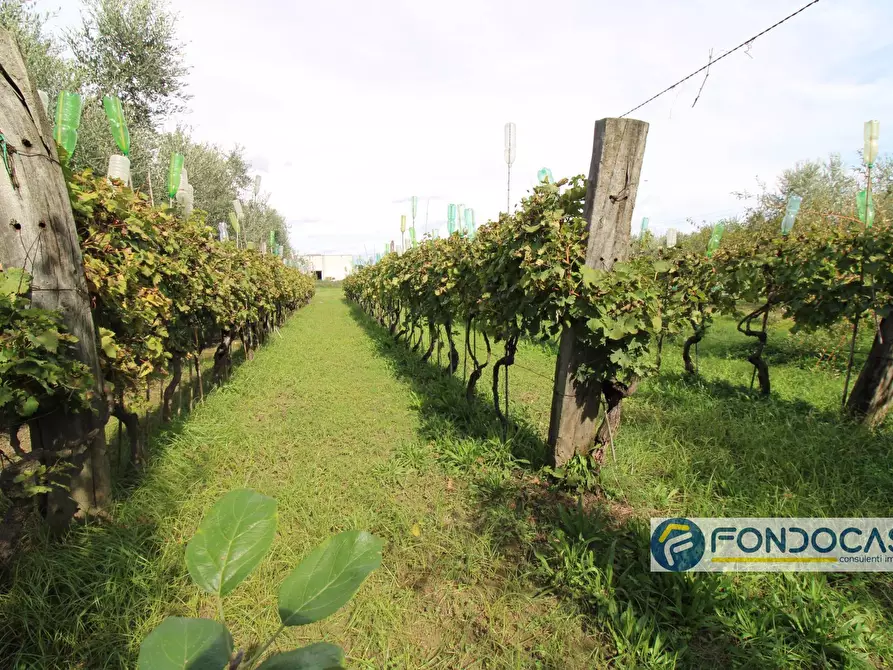 terreno agricolo in vendita a Calcinaia in zona Fornacette