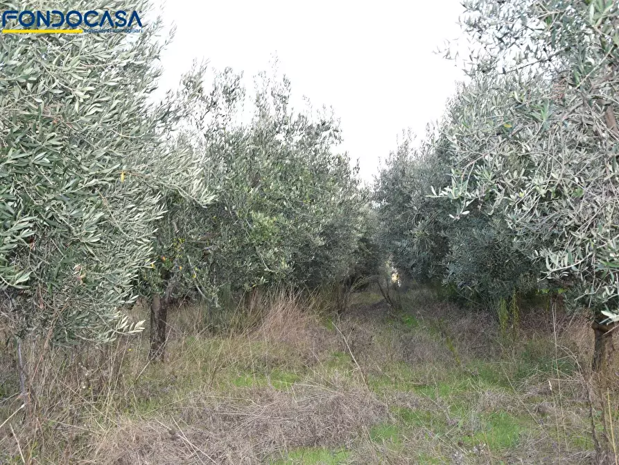 Immagine 13 di Rustico / casale in vendita  in CONTRADA COLLE MONTERENZO 4/A a San Benedetto Del Tronto