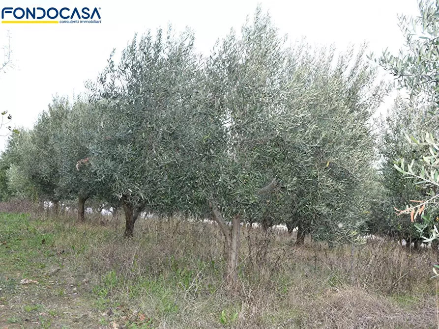 Immagine 14 di Rustico / casale in vendita  in CONTRADA COLLE MONTERENZO 4/A a San Benedetto Del Tronto