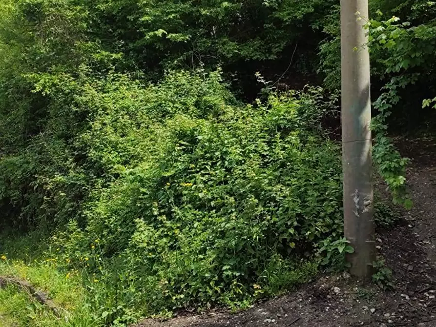 Immagine 3 di Terreno agricolo in affitto  in Via Casa Manzo SNC a Salerno