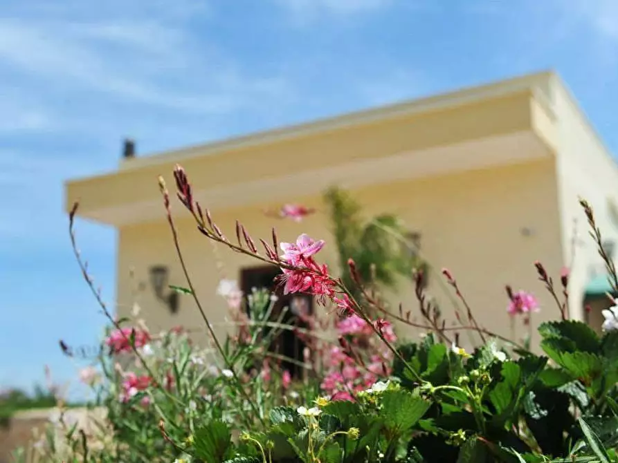 Immagine 3 di Azienda agricola in vendita  in STRADA ESTERNA LECCE SP 16 COPERTINO-SANPIETRO IN LAMA a Copertino