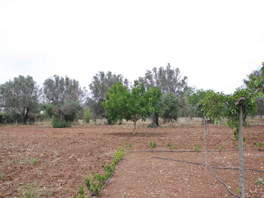 Immagine 86 di Villa in vendita  in via otranto 26 a Grottaglie