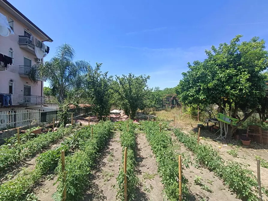 Immagine 3 di Terreno agricolo in affitto  a Scisciano