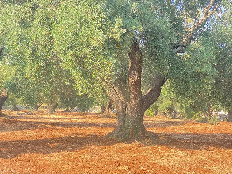 casa indipendente in vendita a Martina Franca